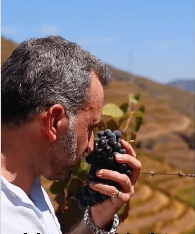 A sommelier smelling grapes
