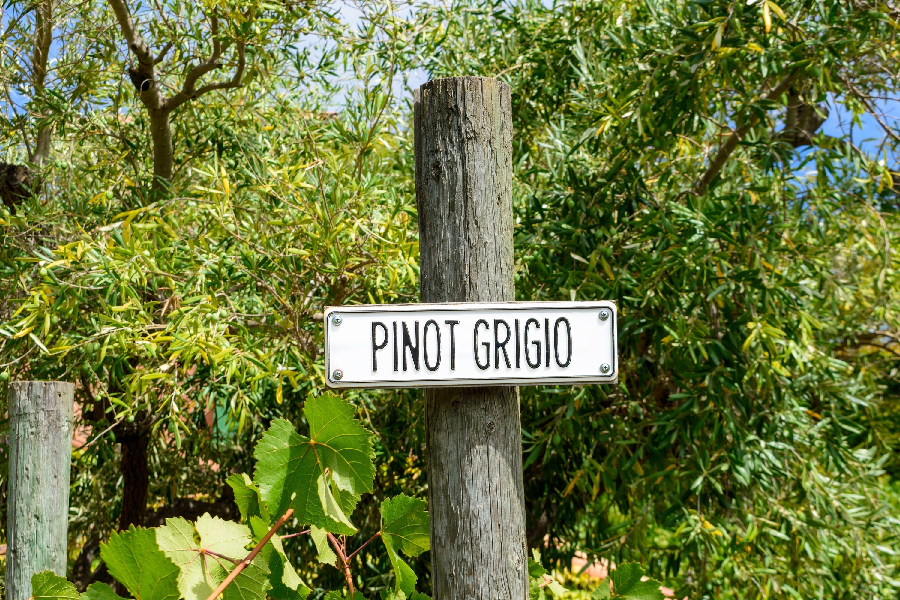 Vineyard post with 'Pinot Grigio' sign surrounded by lush green leaves and vines on a sunny day.