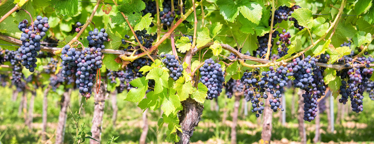 Grape Ripening Process How Do Grapes Grow? Bloom, Veraison, Ripening & Harvest – Coravin US