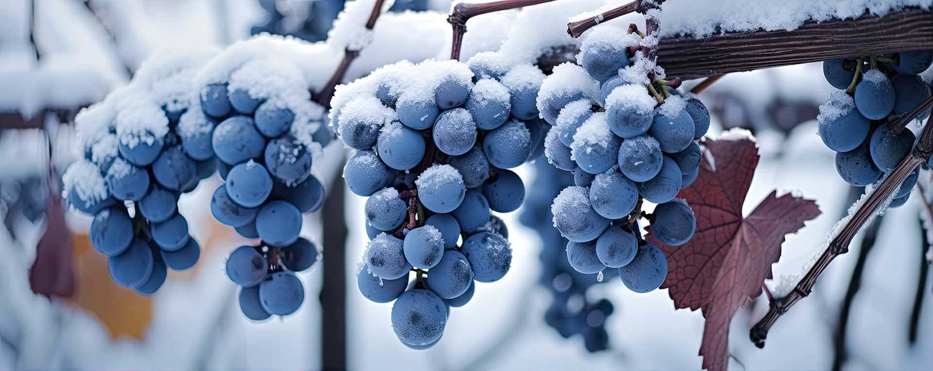 Frosen Grapes