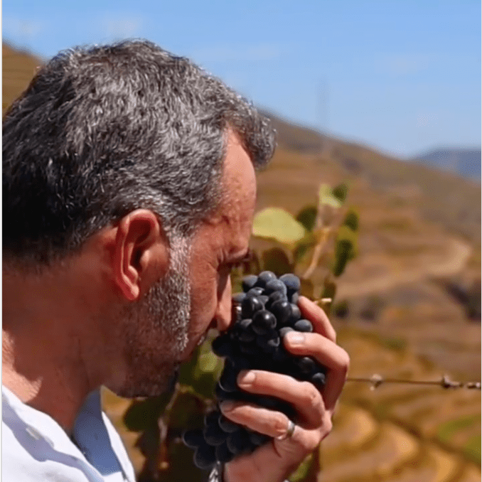 A sommelier smelling grapes