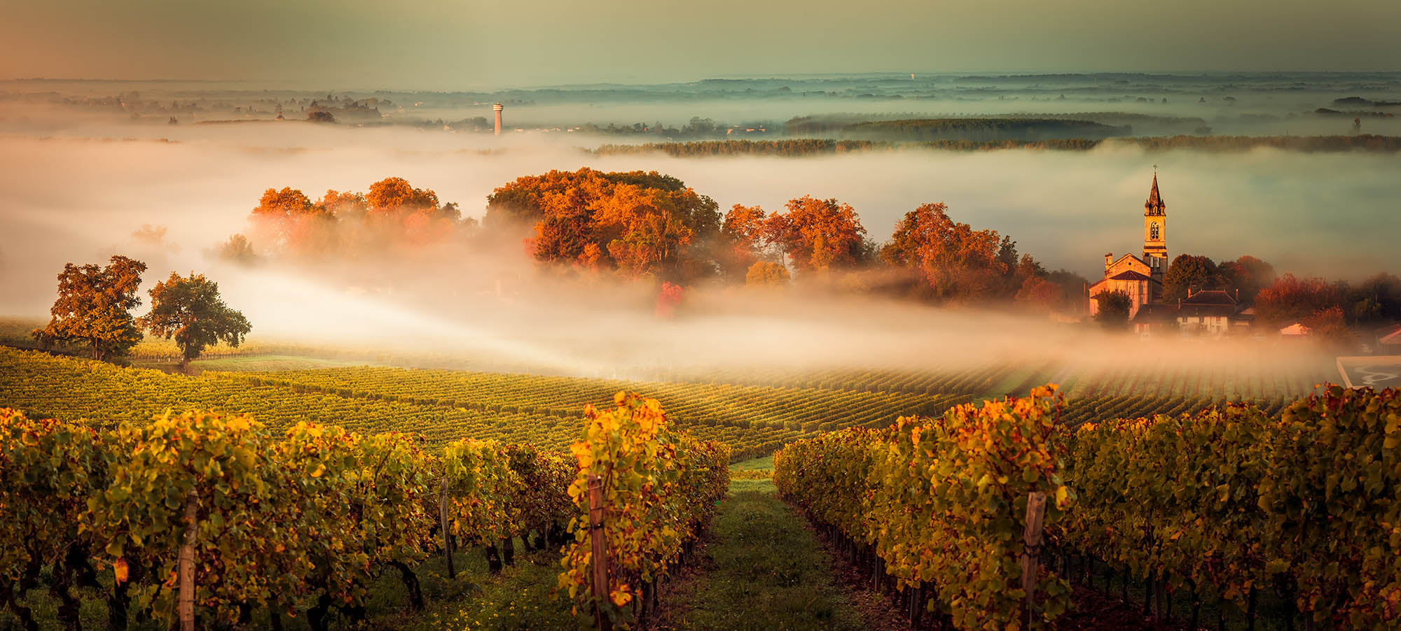 bordeaux wine region at sunrise with mist