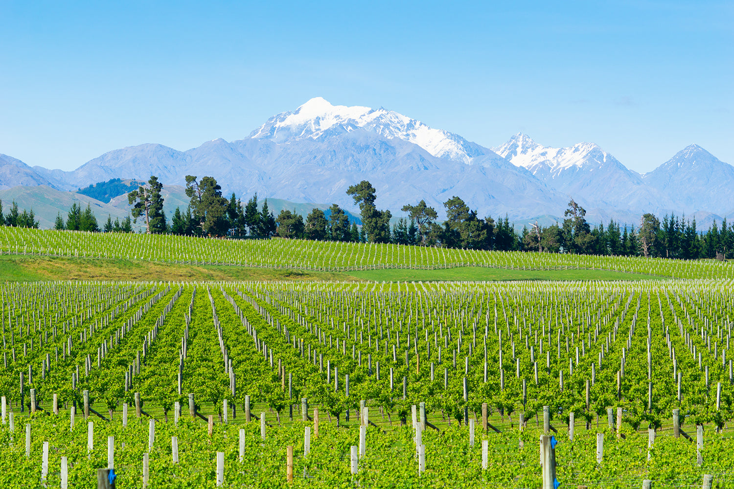 new zealand sauvignon blanc