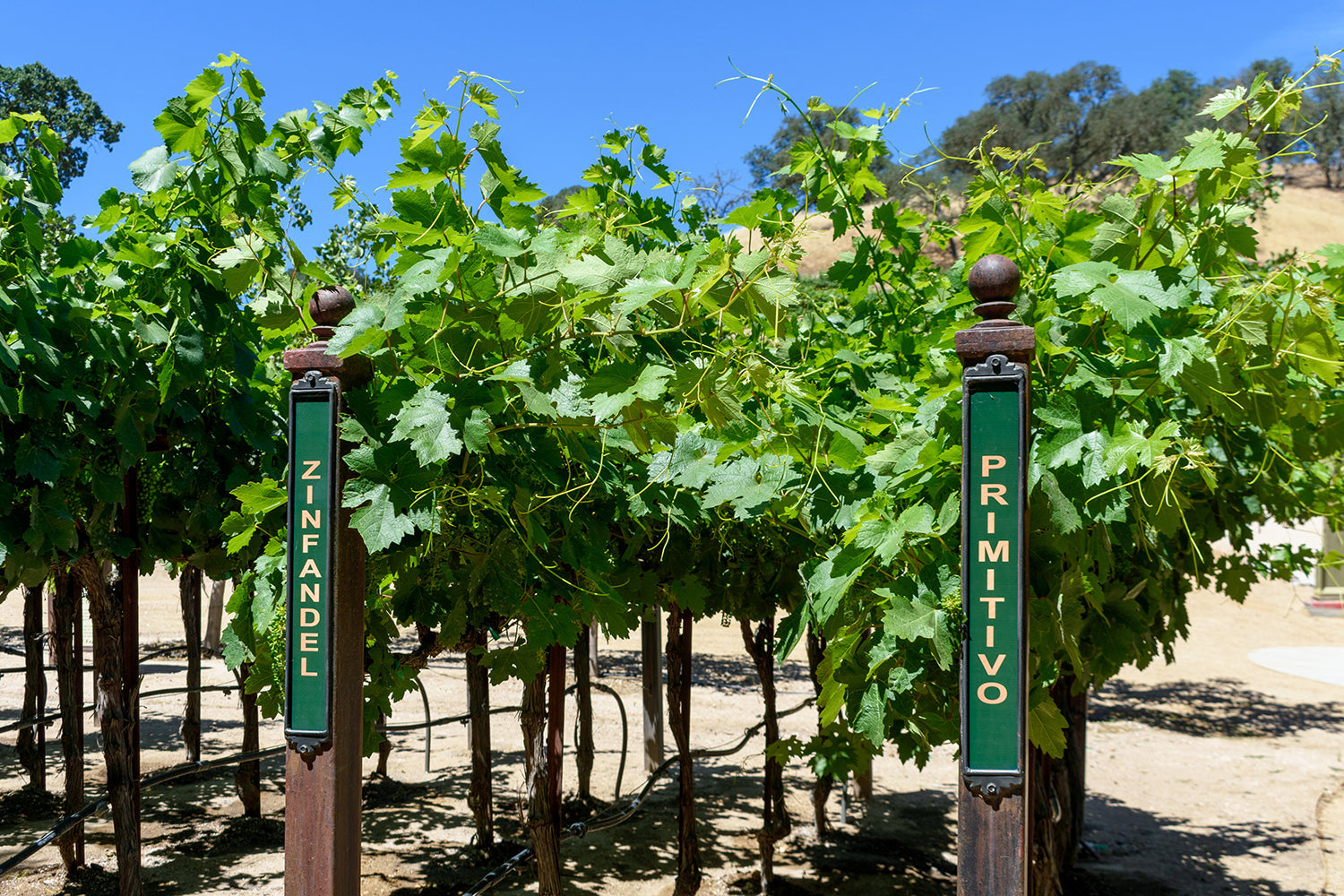 zinfandel wine guide: primitivo and zinfandel vineyard